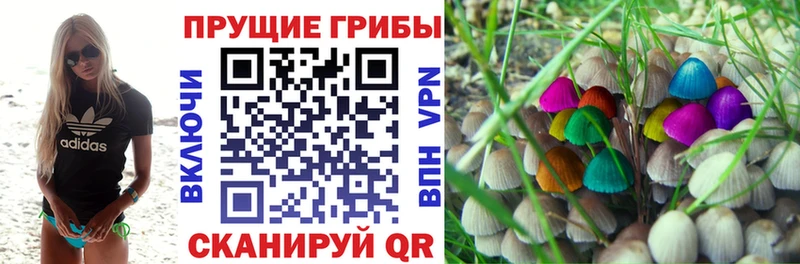 где купить   Зерноград  Галлюциногенные грибы MAGIC MUSHROOMS 